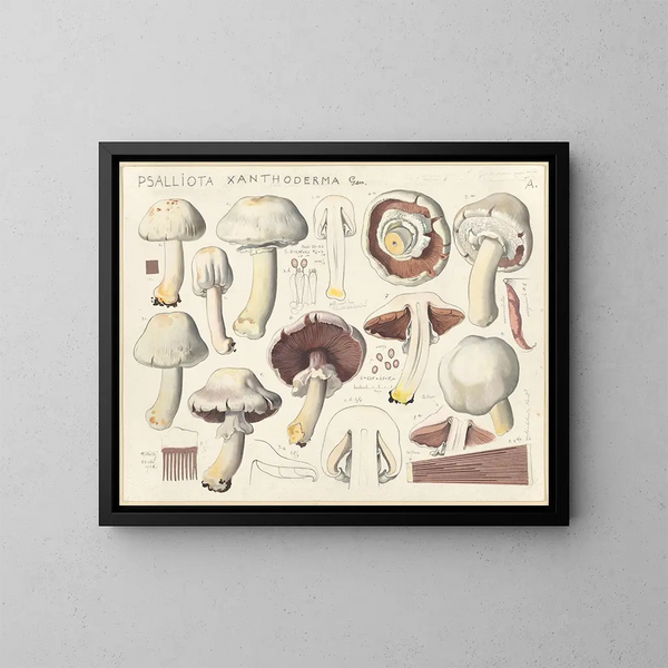 Psalliote xanthoderme - Hans Baldung — framed artwork on a wall