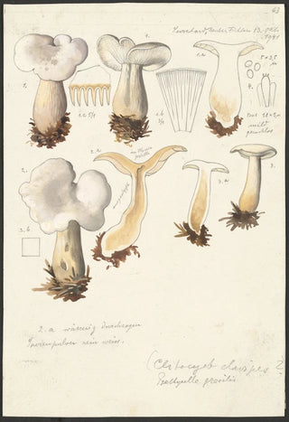 Psathyrella gracilis Clitocybe clavipes - Hans Baldung — artwork view