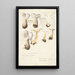 Psathyrella gracilis Clitocybe clavipes - Hans Baldung — framed artwork on a wall