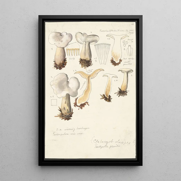 Psathyrella gracilis Clitocybe clavipes - Hans Baldung — framed artwork on a wall