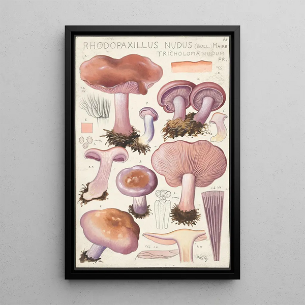 Rhodopaxillus nudus Bull Maire Tricholoma nudum Fr - Hans Baldung — framed artwork on a wall