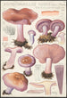 Rhodopaxillus nudus Bull Maire Tricholoma nudum Fr - Hans Baldung — artwork view