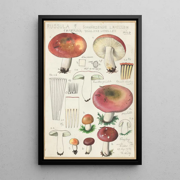 Russula seperina - Hans Baldung — framed artwork on a wall