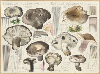 Russule aduste Russule albonigra - Hans Baldung — artwork view