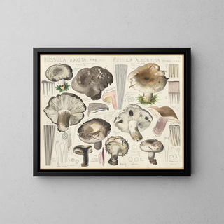 Russule aduste Russule albonigra - Hans Baldung — framed artwork on a wall