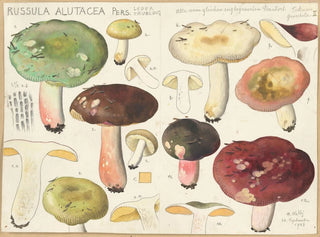 Russula alutacea painting - Hans Baldung — artwork view