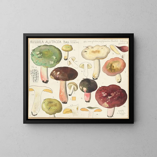 Russula alutacea painting - Hans Baldung — framed artwork on a wall