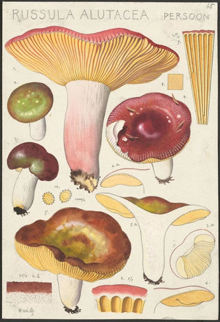 Hans Walty - Russula alutacea Persoon.webp