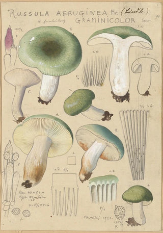 Russula aureginea - Hans Baldung — artwork view