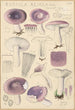 Russula azurea - Hans Baldung — artwork view