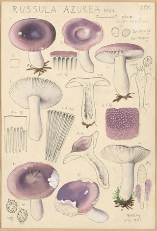 Russula azurea - Hans Baldung — artwork view