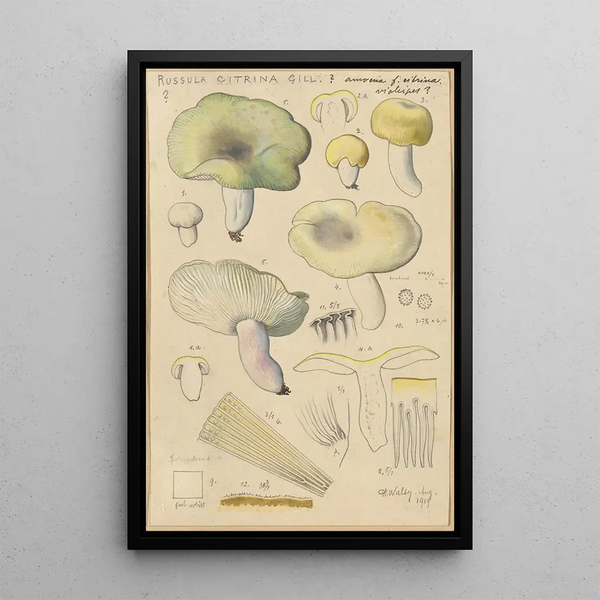 Russula citrina Gill - Hans Baldung — framed artwork on a wall