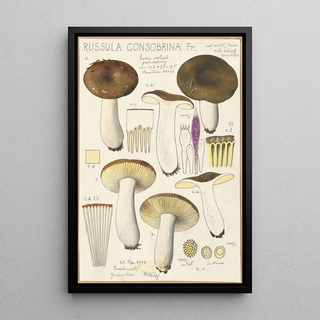 Hans Walty - Russula consobrina.webp