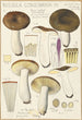 Russula consobrina - Hans Baldung — artwork view