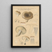 Russula consobrina var sororia - Hans Baldung — framed artwork on a wall