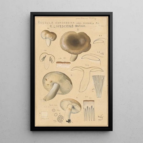 Russula consobrina var sororia - Hans Baldung — framed artwork on a wall