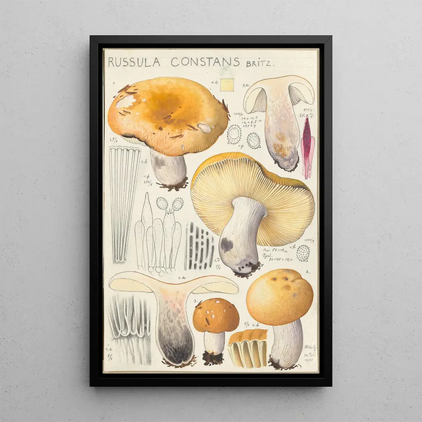 Russula constans - Hans Baldung — framed artwork on a wall
