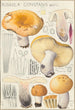 Russula constans - Hans Baldung — artwork view