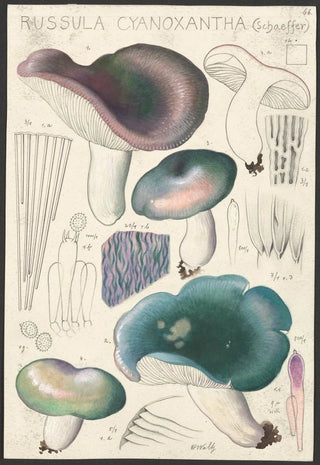 Russula cyanoxantha Schaeffer - Hans Baldung — artwork view