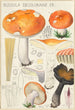 Russula decolorans Fr - Hans Baldung — artwork view
