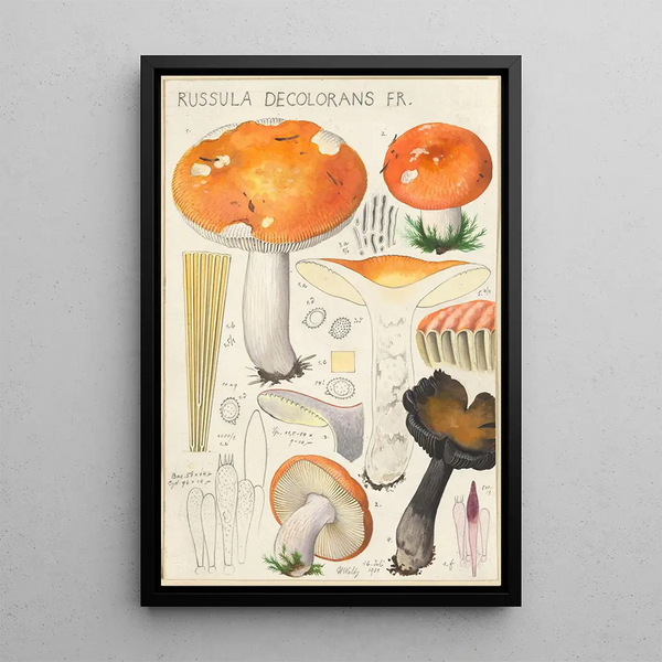 Russula decolorans Fr - Hans Baldung — framed artwork on a wall