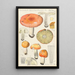 Russula decolorans - Hans Baldung — framed artwork on a wall