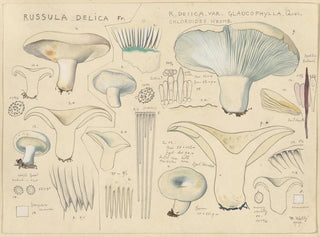 Delicate Russula Painting - Hans Baldung — artwork view