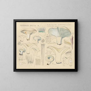 Delicate Russula Painting - Hans Baldung — framed artwork on a wall