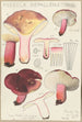 Russula depallens - Hans Baldung — artwork view