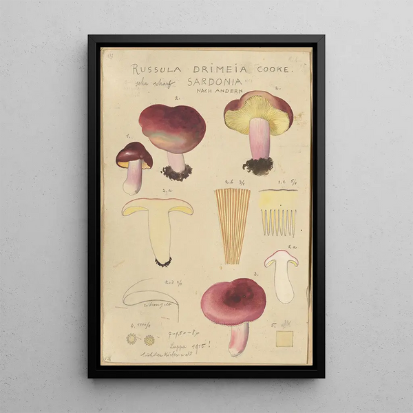 Russula drimeia - Hans Baldung — framed artwork on a wall