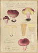 Russula drimeia - Hans Baldung — artwork view