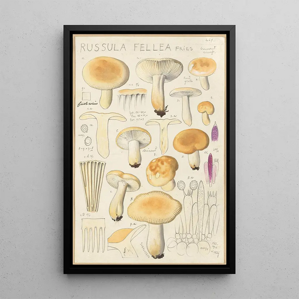 Russula fellea - Hans Baldung — framed artwork on a wall