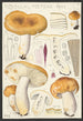 Russula foetens Pers - Hans Baldung — artwork view