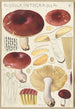 Russula integra - Hans Baldung — artwork view