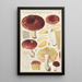 Russula integra - Hans Baldung — framed artwork on a wall