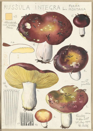 Russula integra L Forma montana - Hans Baldung — artwork view