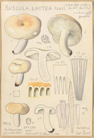 Russula lactea - Hans Baldung — artwork view