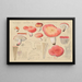 Russule jolie Fr - Hans Baldung — framed artwork on a wall