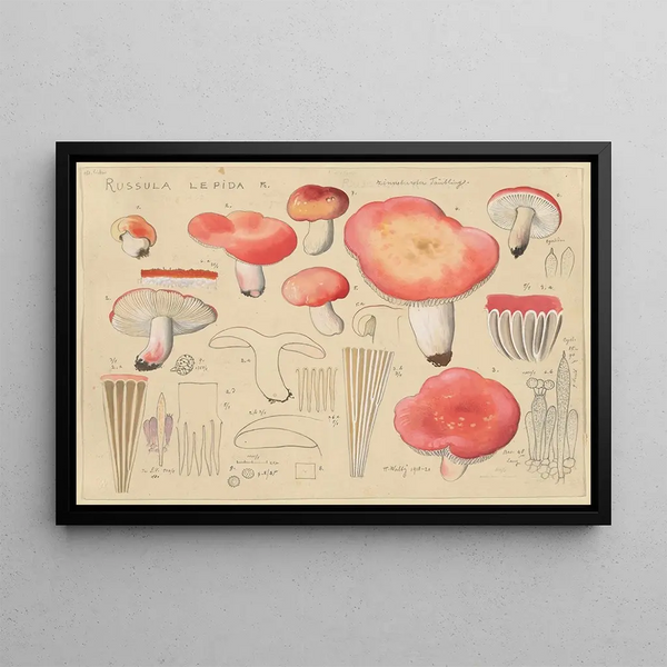 Russule jolie Fr - Hans Baldung — framed artwork on a wall