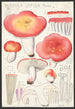 Russula lepida Fries - Hans Baldung — artwork view
