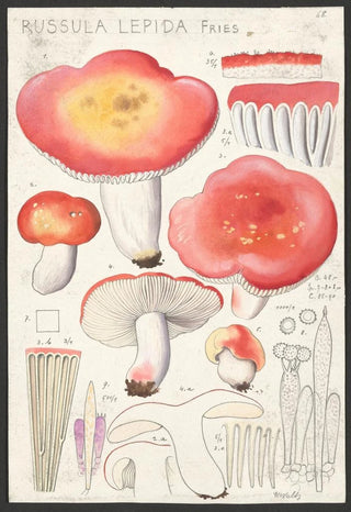 Russula lepida Fries - Hans Baldung — artwork view
