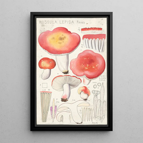 Russula lepida Fries - Hans Baldung — framed artwork on a wall