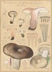 Russula nigricans - Hans Baldung — artwork view