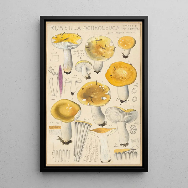 Russula ochroleuca - Hans Baldung — framed artwork on a wall