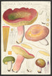 Russula olivacea schff - Hans Baldung — artwork view