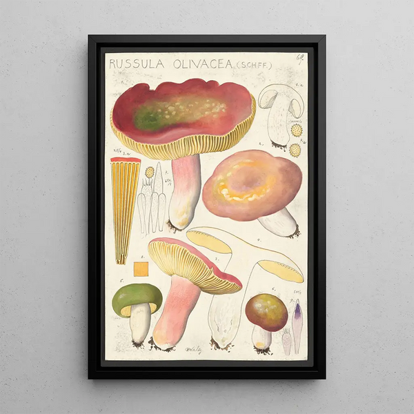 Russula olivacea schff - Hans Baldung — framed artwork on a wall
