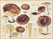 Russula romellii - Hans Baldung — artwork view