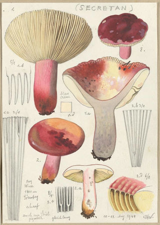 Russula secretan - Hans Baldung — artwork view