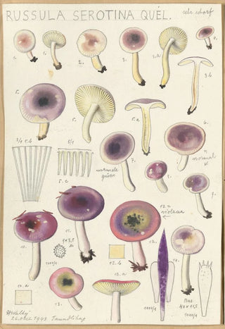 Russula serotina Russula myrtilla - Hans Baldung — artwork view