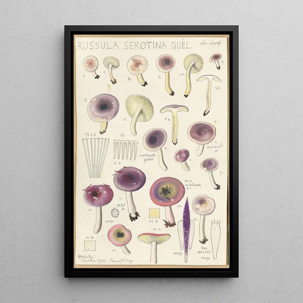 Russula serotina Russula myrtilla - Hans Baldung — framed artwork on a wall